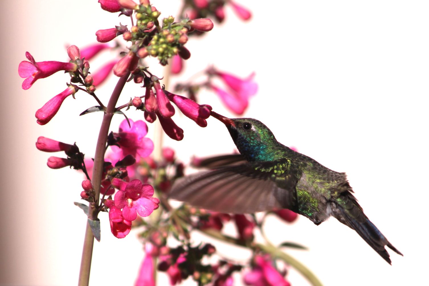 Hummingbirds from backyards and beyond